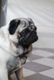 Pug triste immagine stock libera da diritti Pug triste immagine stock libera da diritti