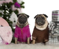Pugs, 6 anos e 3 anos velho, com Natal imagens de stock royalty free Pugs, 6 anos e 3 anos velho, com Natal imagens de stock royalty free
