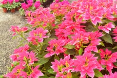 Pulcherrima för härlig Euphorbia arbeta i trädgården rosa sidor royaltyfri foto Pulcherrima för härlig Euphorbia arbeta i trädgården rosa sidor royaltyfri foto