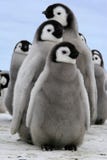 Pulcino (pinguino di imperatore) Pulcino (pinguino di imperatore)