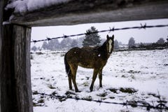 Puledro del cavallo nella neve fotografia stock libera da diritti Puledro del cavallo nella neve fotografia stock libera da diritti