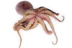 Pulpo Pulpo