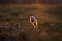 Pulsatilla Grandis em um prado na luz do sol da tarde imagens de stock royalty free Pulsatilla Grandis em um prado na luz do sol da tarde imagens de stock royalty free