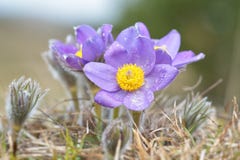 Pulsatilla Montana de Pasqueflower de la montaña fotos de archivo libres de regalías Pulsatilla Montana de Pasqueflower de la montaña fotos de archivo libres de regalías