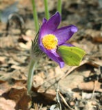 Pulsatilla patens. Gele vlinder op een sneeuwklokje stock afbeeldingen Pulsatilla patens. Gele vlinder op een sneeuwklokje stock afbeeldingen