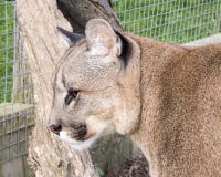Puma in captivity - close up stock photo Puma in captivity - close up stock photo