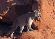 Puma che fa un passo nel sole di mattina fotografie stock libere da diritti Puma che fa un passo nel sole di mattina fotografie stock libere da diritti