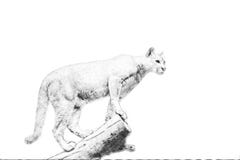 puma Croquis avec le crayon Photo stock puma Croquis avec le crayon Photo stock