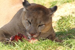 Puma Steht Auf Junges Fleisch Puma Steht Auf Junges Fleisch
