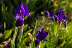 Pumila púrpura hermoso del iris de la flor del iris en la hierba imagen de archivo Pumila púrpura hermoso del iris de la flor del iris en la hierba imagen de archivo
