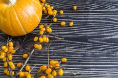 Pumpafrukt är orange, och bär är orange på en träsvart bakgrund royaltyfria foton Pumpafrukt är orange, och bär är orange på en träsvart bakgrund royaltyfria foton