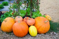 Pumpkin Farm Is Ready To Sell Stock Photos Pumpkin Farm Is Ready To Sell Stock Photos