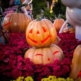 Pumpkin stock photos Pumpkin stock photos
