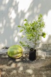 Pumpkin and Key Lime Plant stock image Pumpkin and Key Lime Plant stock image