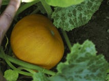 Pumpkin Stalks, and pumpkins yellow. royalty free stock photography Pumpkin Stalks, and pumpkins yellow. royalty free stock photography
