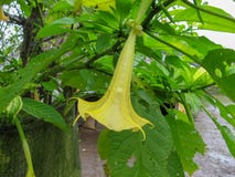 Pumpkin Yellow Flower on plant bushes stock photos Pumpkin Yellow Flower on plant bushes stock photos