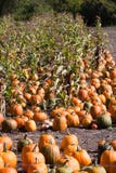 Pumpkins Royalty Free Stock Photo Pumpkins Royalty Free Stock Photo
