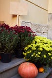 Pumpkins and Lots of Chrysanthemum flowers stock photos Pumpkins and Lots of Chrysanthemum flowers stock photos