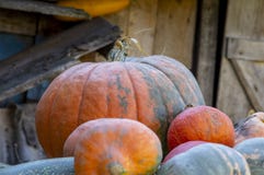 Pumpkins rural territory, background stock photo Pumpkins rural territory, background stock photo