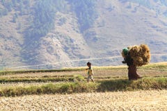 Punakha, Bhután - 7 de noviembre de 2012: El llevar no identificado de la mujer imagen de archivo libre de regalías Punakha, Bhután - 7 de noviembre de 2012: El llevar no identificado de la mujer imagen de archivo libre de regalías