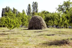 Punkt widzenia na krajobrazie góra Bobija, wzgórza, haystacks, łąki i kolorowi drzewa, W górę pojedynczego dużego haystack blisko zdjęcie stock Punkt widzenia na krajobrazie góra Bobija, wzgórza, haystacks, łąki i kolorowi drzewa, W górę pojedynczego dużego haystack blisko zdjęcie stock