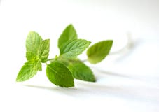 Puntilla de las hojas de menta