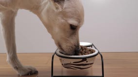 Punto di vista del primo piano del cane misto della razza che mangia alimento asciutto in una ciotola archivi video Punto di vista del primo piano del cane misto della razza che mangia alimento asciutto in una ciotola archivi video