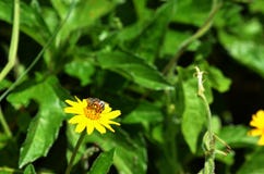 Punto di vista della parte di sinistra di una mosca del tipo di ape che raccoglie nettare e che impollina un wildflower giallo in Fotografia Stock Punto di vista della parte di sinistra di una mosca del tipo di ape che raccoglie nettare e che impollina un wildflower giallo in Fotografia Stock