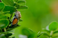 Pupa Plain Tiger Butterfly Royalty Free Stock Image
