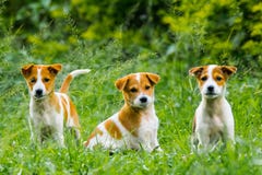 Puppies in action royalty free stock photography Puppies in action royalty free stock photography