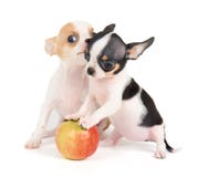 Puppies And Apple Stock Photo