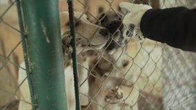 Puppies dogs in shelter behind fence waiting to be rescued and adopted to new home. Cute puppy seeking attention in stock footage