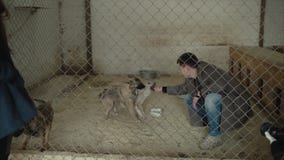 puppies dogs in shelter behind fence waiting to be rescued and adopted to new home. Volunteer play with puppies. stock footage