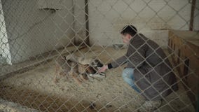 Puppies dogs in shelter behind fence waiting to be rescued and adopted to new home. Volunteer play with puppies. stock video