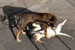 Puppies playing on the pavement stock photography Puppies playing on the pavement stock photography