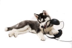 Puppy Stock Photography