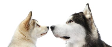 Puppy and adult malamute dogs
