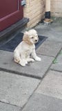Puppy american cocker spaniel royalty free stock images Puppy american cocker spaniel royalty free stock images
