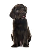 Puppy chocolate Labrador Retriever sitting, 3 months old royalty free stock images Puppy chocolate Labrador Retriever sitting, 3 months old royalty free stock images