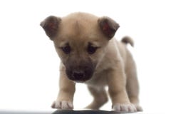 Puppy Dog Stock Photos