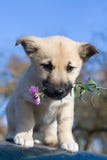 Puppy Dog Hold Flower In Mouth 3 Royalty Free Stock Photos
