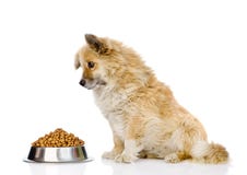 puppy dog sitting with a bowl of dry dog food. isolated on white royalty free stock photo puppy dog sitting with a bowl of dry dog food. isolated on white royalty free stock photo