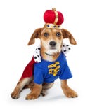 Puppy Dog Wearing King Halloween Costume stock photography Puppy Dog Wearing King Halloween Costume stock photography