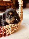 Puppy in een mand royalty-vrije stock foto Puppy in een mand royalty-vrije stock foto
