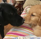 Puppy Love stock image Puppy Love stock image