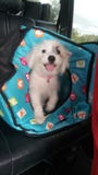 Puppy stock photography Puppy stock photography