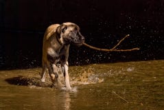 Puppy Play In Water Stock Photography
