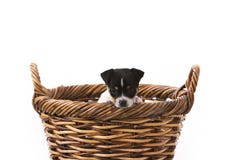 Puppy Wants Out Of Basket Royalty Free Stock Images