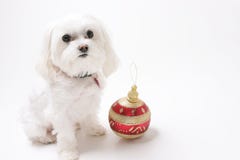 Puppy With Christmas Ornaments Royalty Free Stock Photo