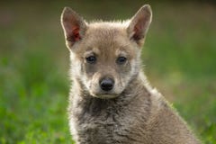 Puppy Wolf Royalty Free Stock Photography
